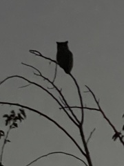 Bubo virginianus