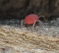 Parasitengona