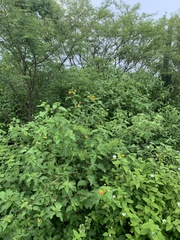 Lantana velutina