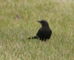Euphagus cyanocephalus