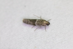 Moodna ostrinella