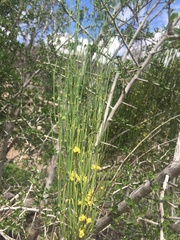 Ephedraceae