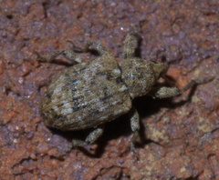 Conotrachelus recessus