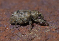 Conotrachelus recessus