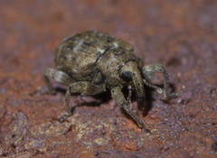 Conotrachelus recessus