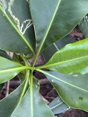 Clusiaceae