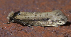 Tinea apicimaculella