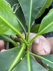 Clusiaceae