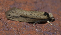 Tinea apicimaculella