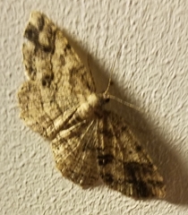 Melanolophia canadaria