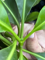 Clusiaceae