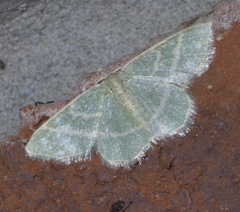 Chlorochlamys chloroleucaria
