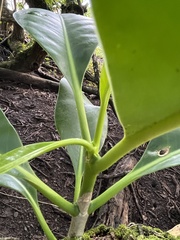 Clusiaceae
