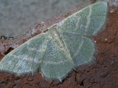 Chlorochlamys chloroleucaria