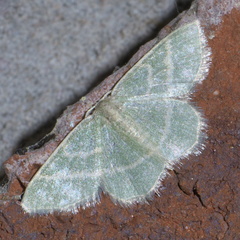 Chlorochlamys chloroleucaria