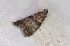 Sciota uvinella
