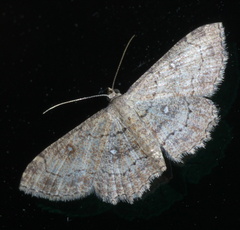 Cyclophora nanaria