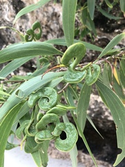 Acacia spirorbis