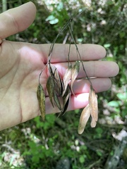 Fraxinus quadrangulata