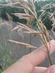 Bromus inermis