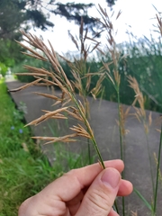 Bromus inermis