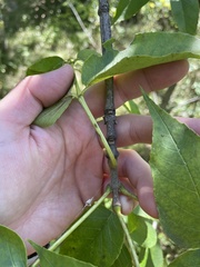 Fraxinus quadrangulata