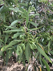 Acacia spirorbis