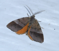 Mellilla xanthometata