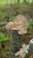Stereum gausapatum