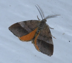 Mellilla xanthometata