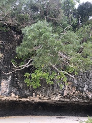 Acacia spirorbis