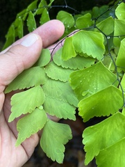 Adiantum trapeziforme