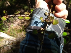 Coprosma spathulata