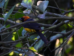 Icterus auricapillus