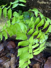 Adiantum trapeziforme