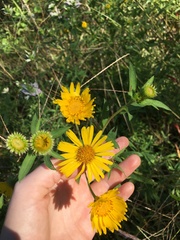 Grindelia lanceolata
