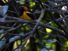 Icterus auricapillus