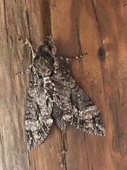 Agrius cingulata