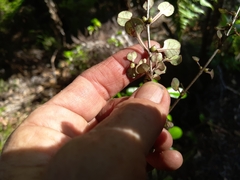 Coprosma spathulata