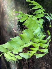 Adiantum trapeziforme
