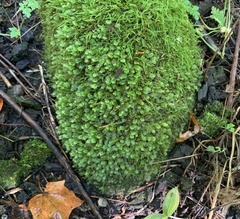 Fissidens dubius