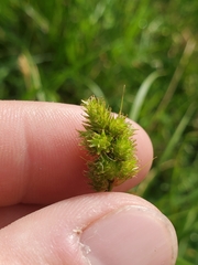 Carex cephalophora