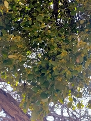 Notothixos subaureus