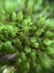 Fissidens dubius