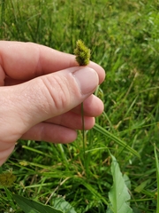 Carex cephalophora