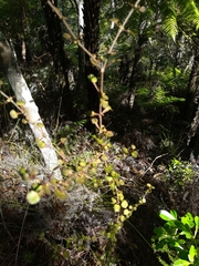 Coprosma spathulata
