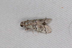 Cacotherapia flexilinealis