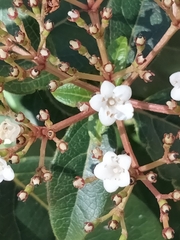 Viburnum tinus