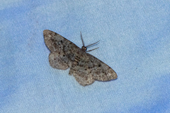Hypagyrtis piniata