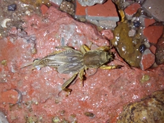 Neocurtilla hexadactyla